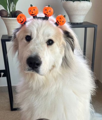 haloween 2024 18